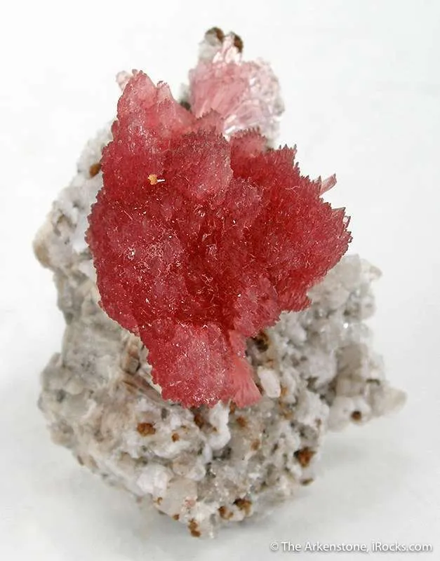 Inesite image