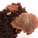 Inesite - image 2
