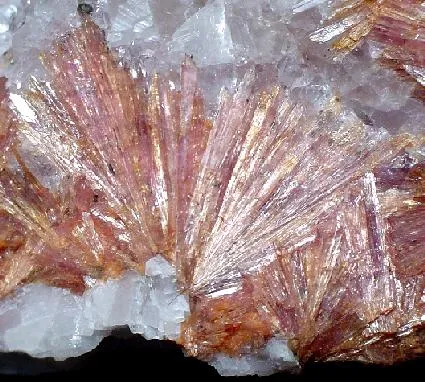 Inesite image
