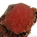 Inesite on Orlymanite - image 2