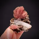 Inesite with Quartz - image 2