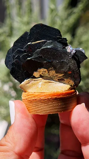 specimen video