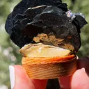 specimen video