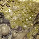 Iodargyrite, Chlorargyrite (Var: Bromian Chlorargyrite), Chlorargyrite - image 2