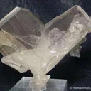 (Japan-Law Twin) on Quartz - image 1