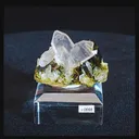 specimen video