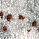 Joaquinite-Ce on Natrolite - image 2