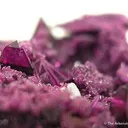 Kammererite With Acicular Erythrite - image 3