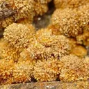 Karibibite - image 2