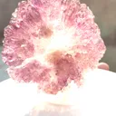 specimen video