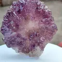specimen video