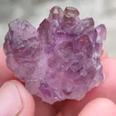 specimen video