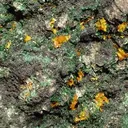 Kasolite, Malachite - image 2