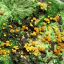 Kasolite, Malachite - image 2