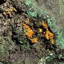Kasolite, Torbernite, Malachite - image 2