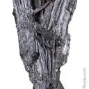 Kermesite with Paakkonenite - image 4