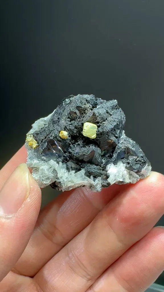 specimen video