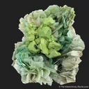 Kesterite with Mushistonite on Muscovite - image 3