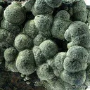 Kidwellite - image 2