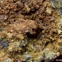Krutovite (type locality) with Stephanite - image 5