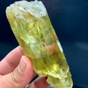 specimen video