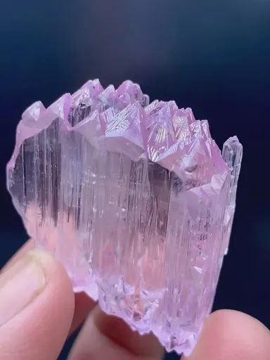 specimen video