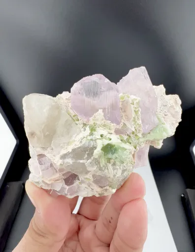 specimen video