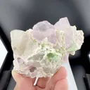 specimen video