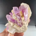 specimen video