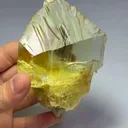 specimen video