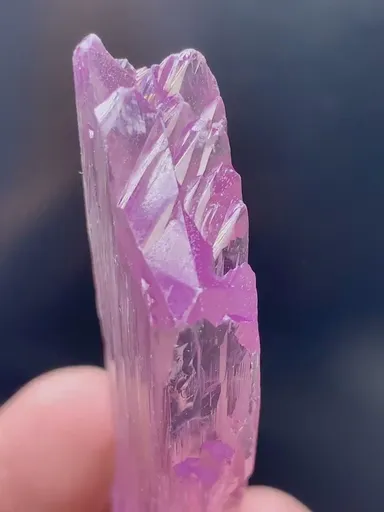 specimen video