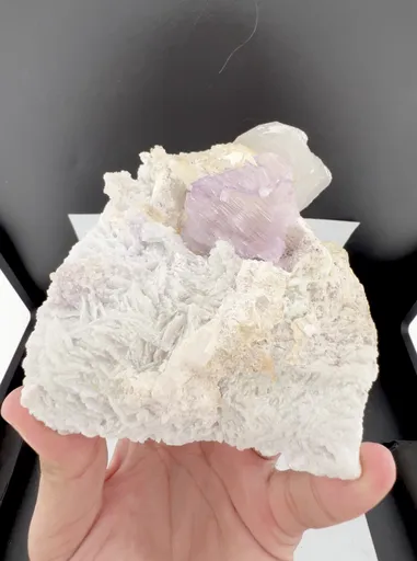 specimen video