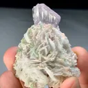 specimen video