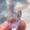 specimen video