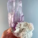 specimen video
