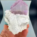 specimen video