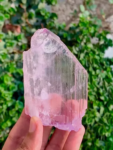 specimen video