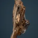 Kupletskite - image 4