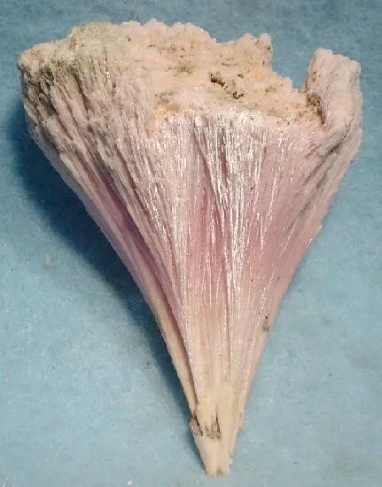 Kutnohorite image
