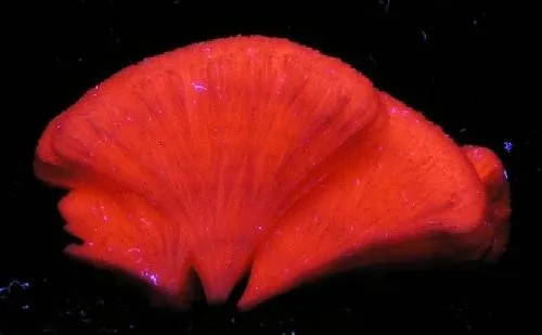 Kutnohorite - image 2