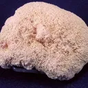 Kutnohorite - image 1