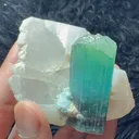 specimen video