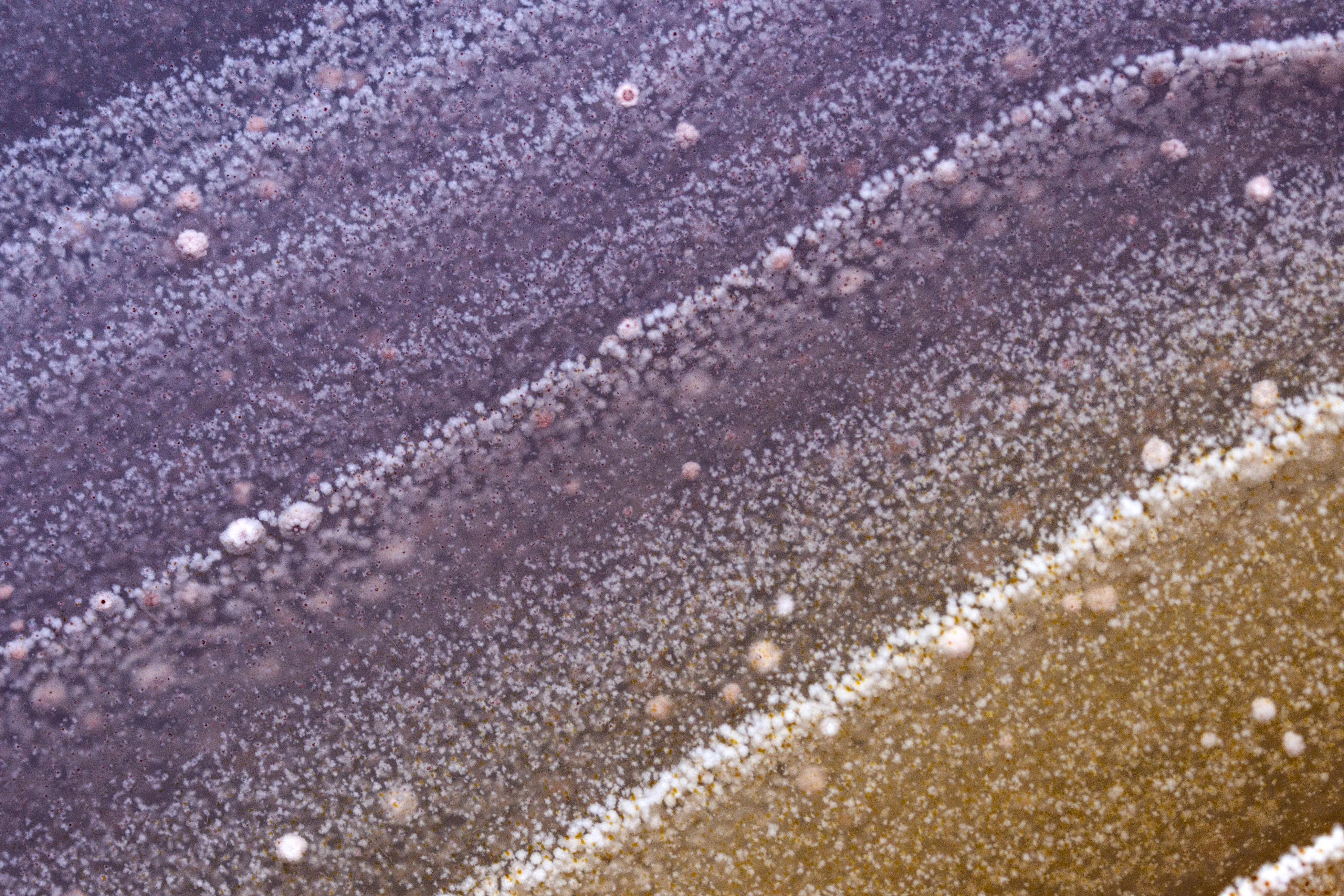 Laguna Agate, Chalcedony from Mexico, Chihuahua, Ahumada Municipality, Estacion Ojo Laguna - image 5