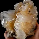 specimen video