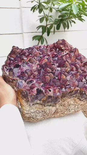 specimen video