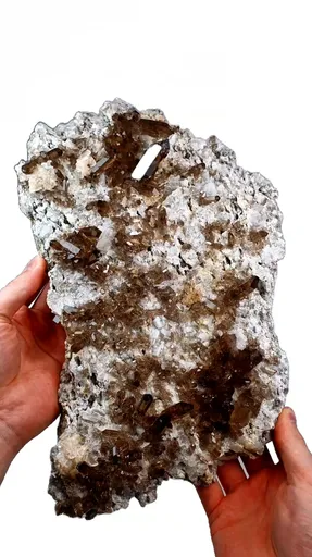 specimen video