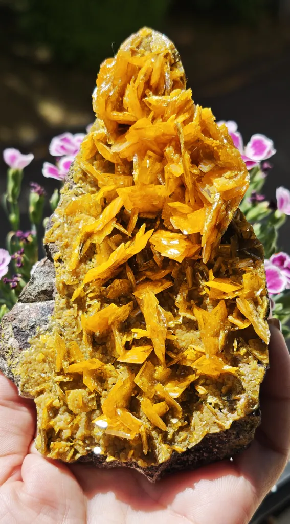Large, Top-Tier Wulfenite with Mimetite from La Morita Mine image