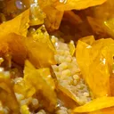 specimen video