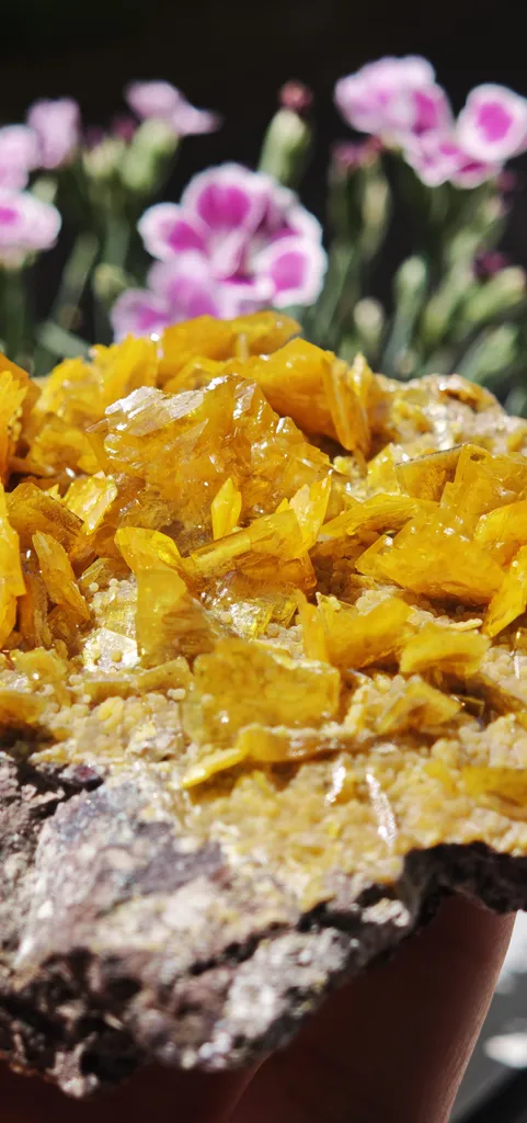 Large, Top-Tier Wulfenite with Mimetite from La Morita Mine - image 7