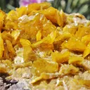Large, Top-Tier Wulfenite with Mimetite from La Morita Mine - image 7